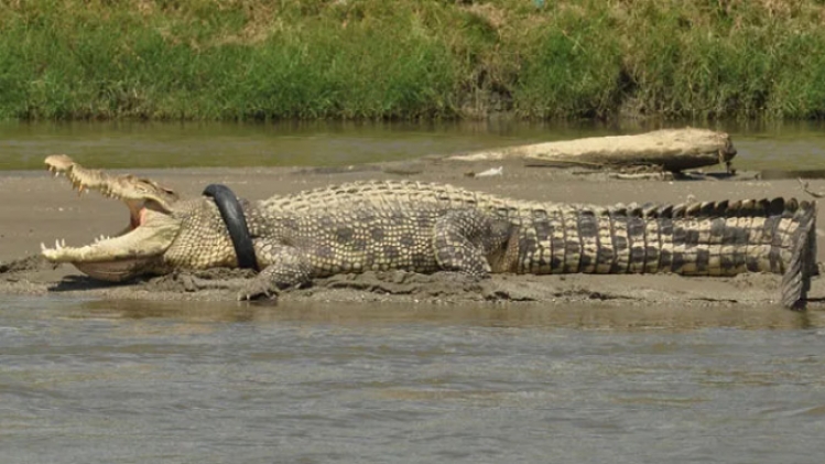 0crocodile-pneu-indonesie-recompense-rtlinfo