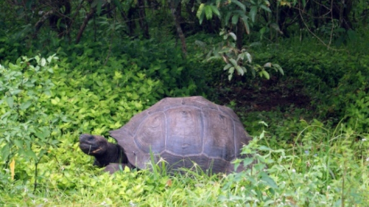 Découverte aux Galapagos d'une tortue géante apparentée au célèbre George le Solitaire