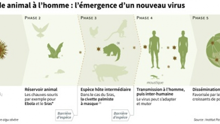 infographie-coronavirus