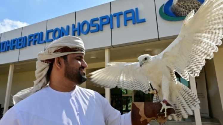 Aux Emirats, la tradition de la fauconnerie reste vive