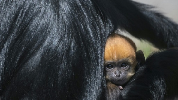 Besançon: naissance exceptionnelle d'un petit singe Langur de François
