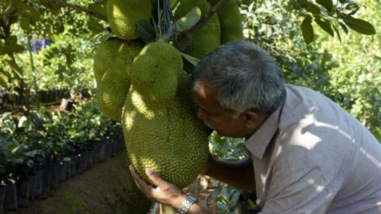 Le jaque, ce fruit indien qui suscite un appétit international