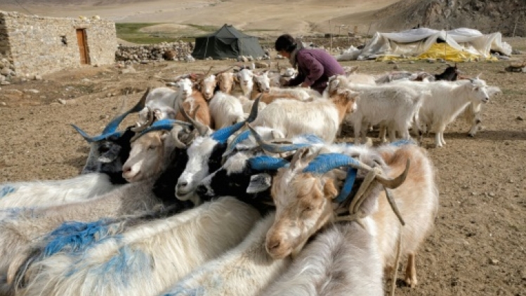 Le pashmina, victime collatérale de la confrontation Inde-Chine