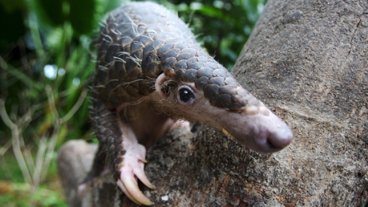 PANGOLIN2