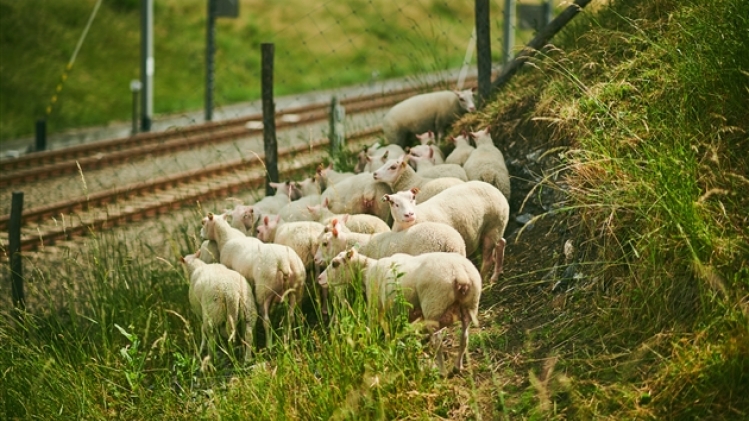 200615-infrabelmoutons-benjaminbrolet-0112