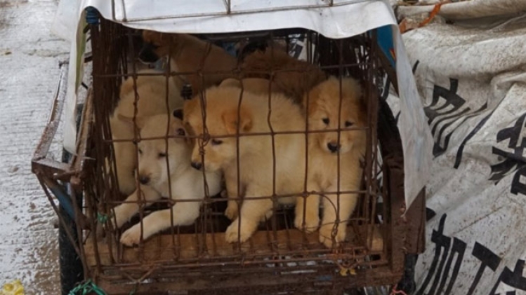 chiens-yulin-afp