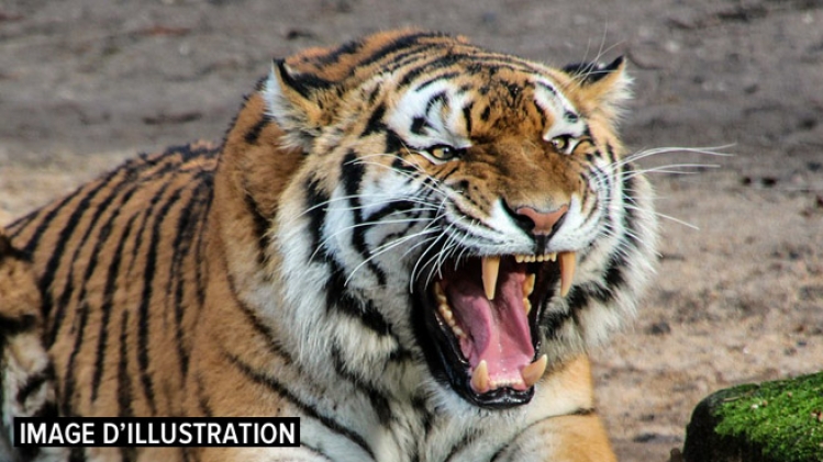 tigre-pixabay-illu