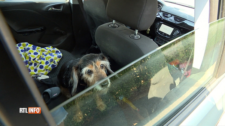 Chien dans la voiture