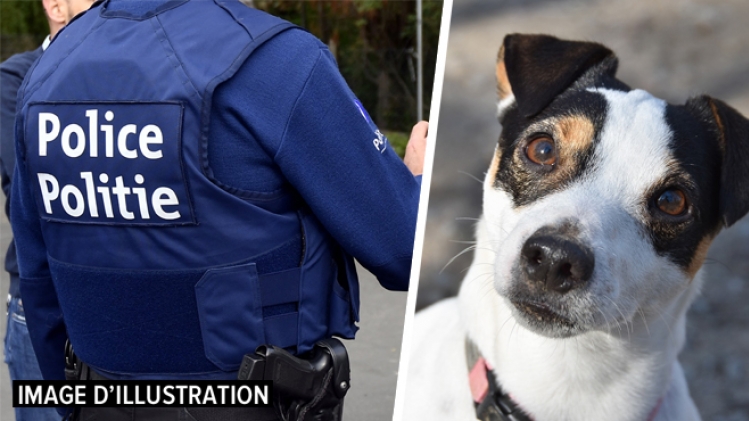 0police-couillet-jack-russell-chiens-rtlinfo