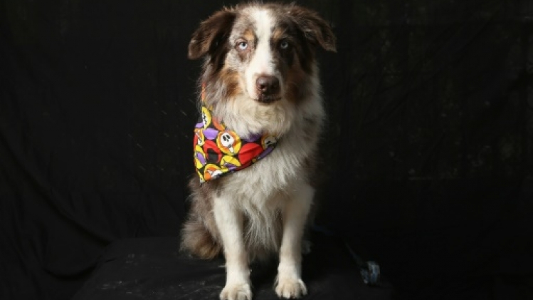 Le berger australien toujours chien préféré des Français