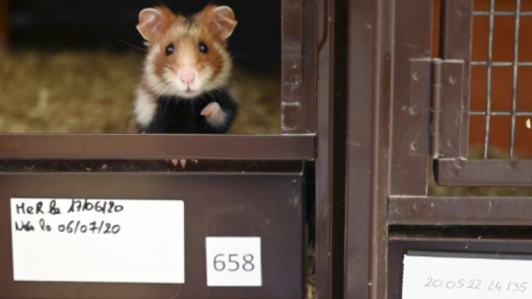 En Alsace, le grand hamster lutte pour sa survie