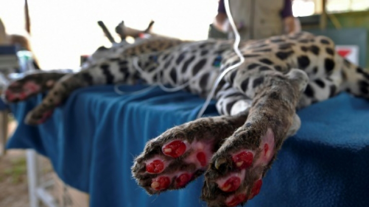 Brésil: un jaguar meurtri par les flammes du Pantanal