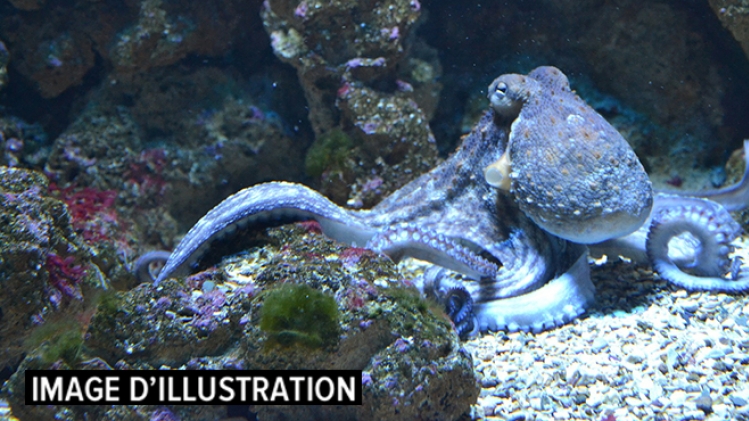 0pieuvre-cote-belgique-coxyde-rtlinfo