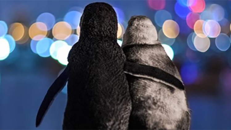 les pingouins de tobias baumgaertner