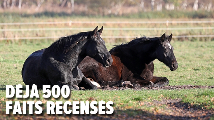 Chevaux mutilés en France: un nouveau cas découvert dans la Creuse, victime de sévices à l'oreille, à l'oeil et au sexe