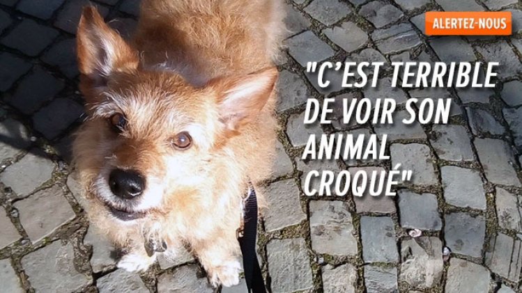 Le chien de Maïtée tué par un "American Bully" en liberté à Namur: que  risque le propriétaire de ce chien? | RTL Info