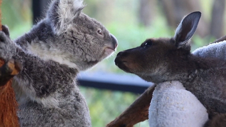 koala kangourou