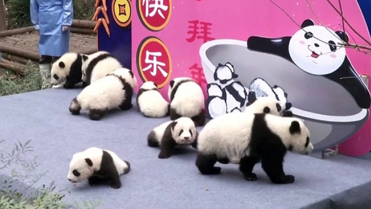pandas