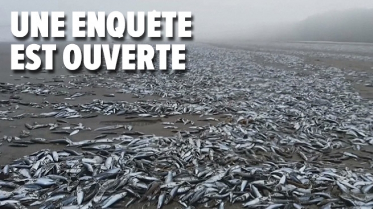 Des milliers de poissons échoués sur une plage au Chili: que s'est-il passé?