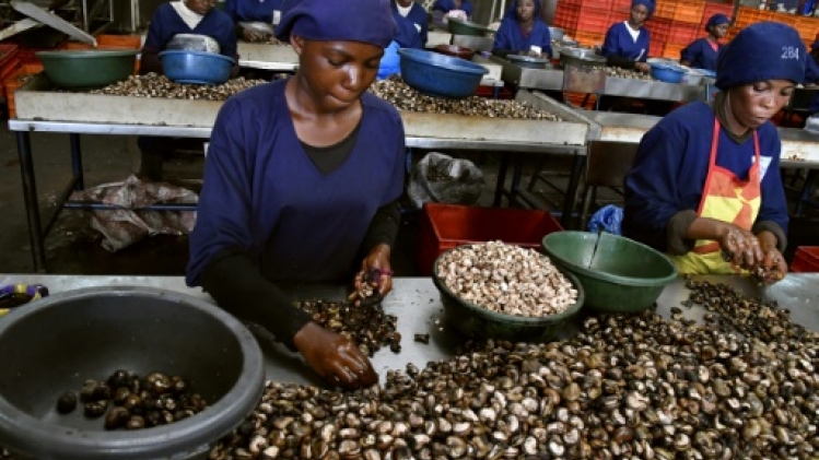 Le combat de la Côte d'Ivoire contre la contrebande de cajou