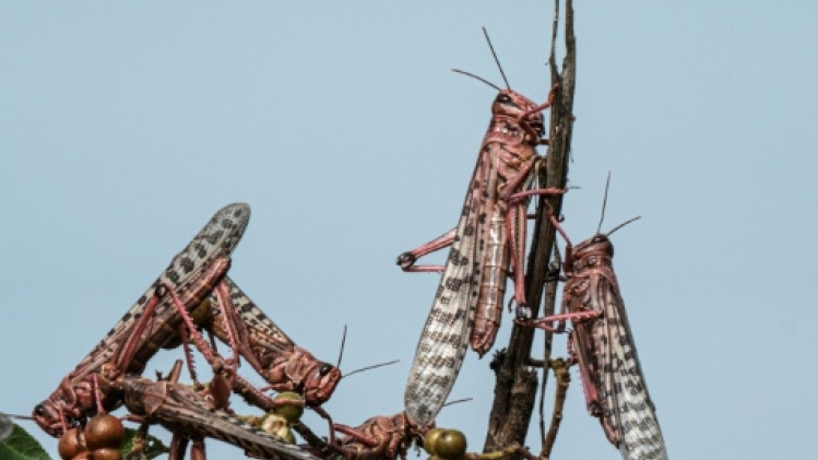 Criquet pèlerin: une sauterelle aux effets dévastateurs