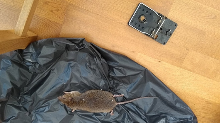 belgaimage-174353426