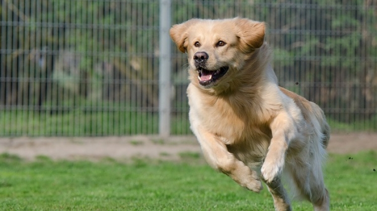 running-dog-750588_1920