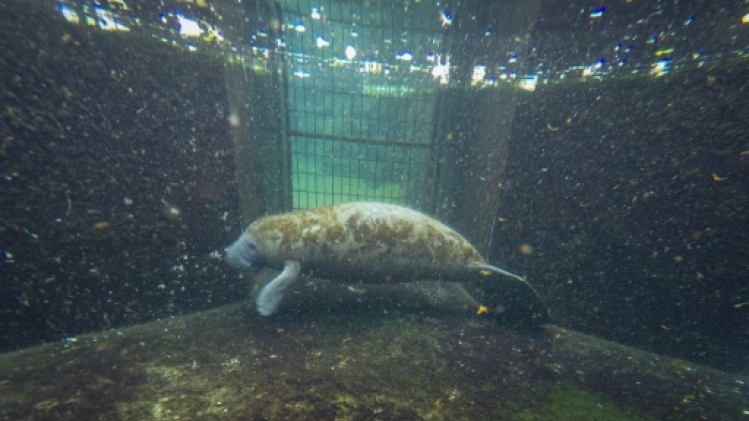 En Floride, l'inquiétante augmentation des morts de lamantins