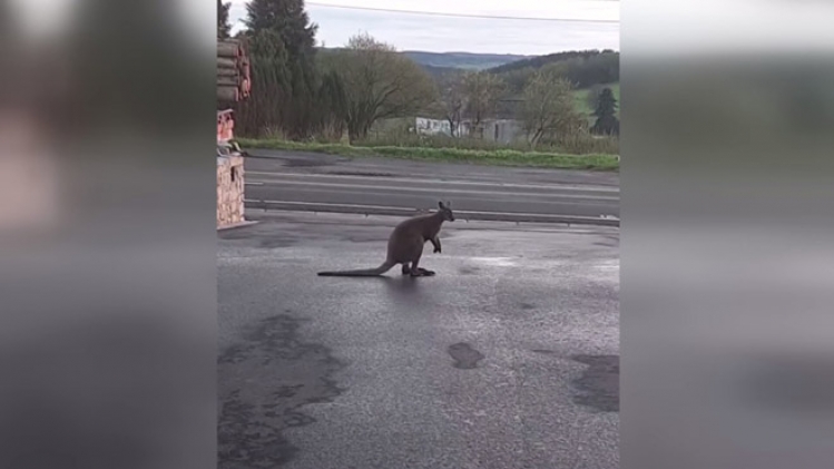 Un kangourou se balade entre Malmedy et Waimes depuis une dizaine de jours: Il va et vient, c’est compliqué de l’attraper