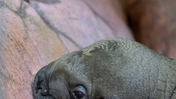 baby walrus drinking pairi daiza._benoit bouchez