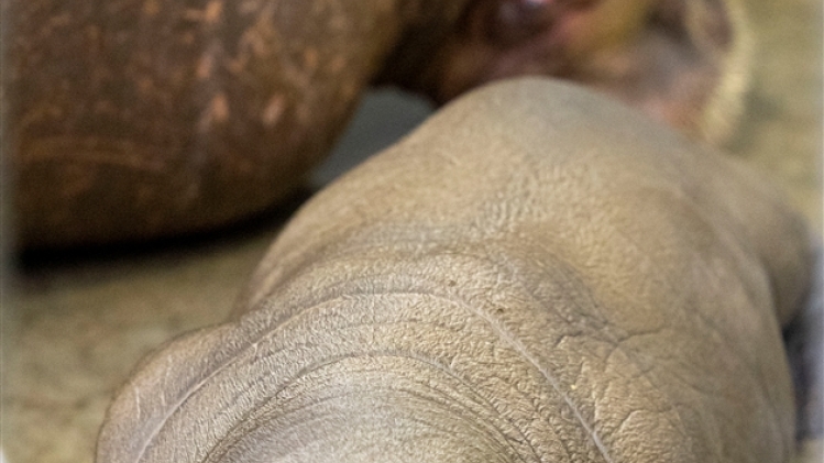 tania et bébé morse par benoit bouchez_pairi daiza