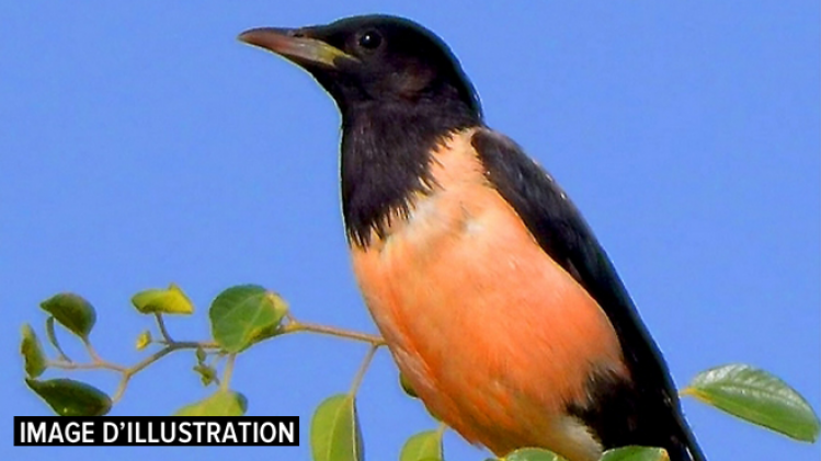 maquette photo 660 px