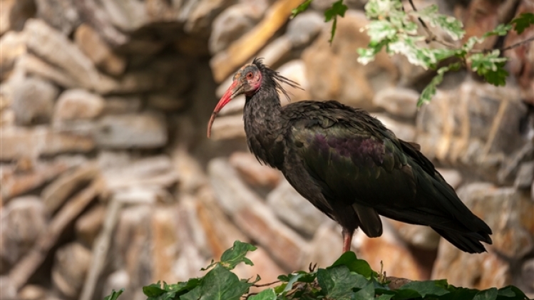 belgaimage-177663272-full