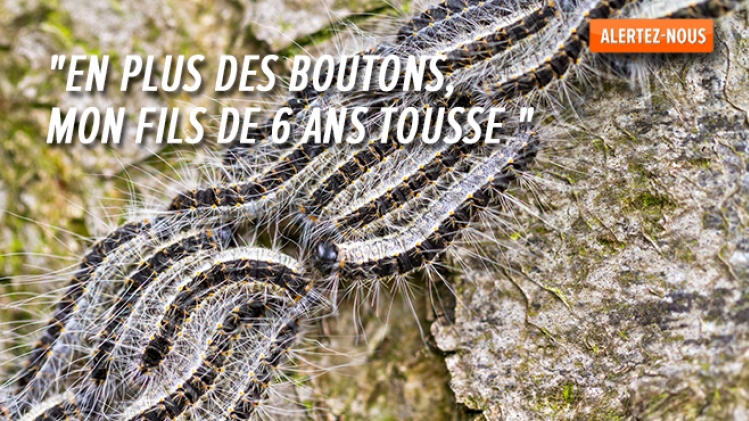 Vague d'allergie aux chenilles processionnaires dans le sud du pays: C’est la folie, témoigne un médecin débordé (vidéo)