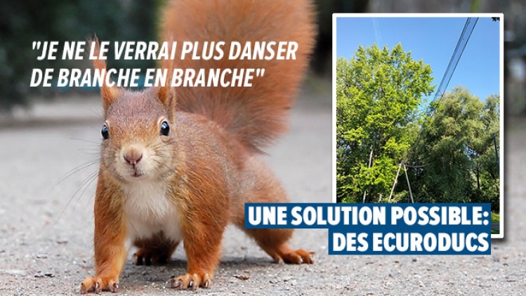 ecureuils-roux-2