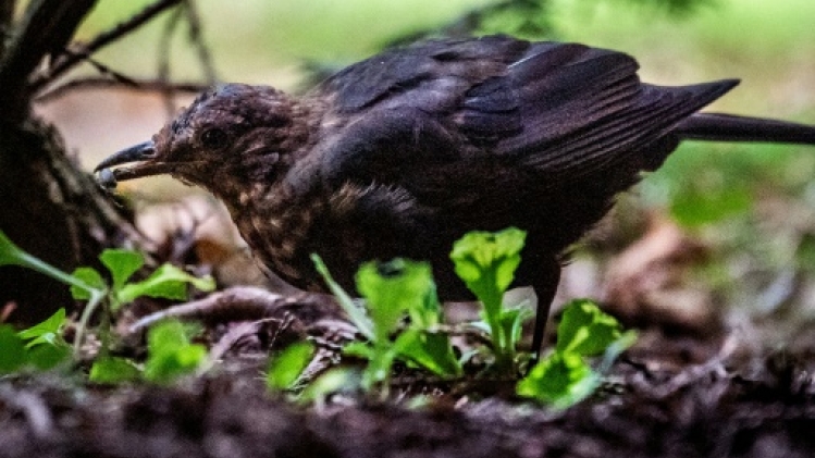 Des chasses traditionnelles d'oiseaux deviennent illégales
