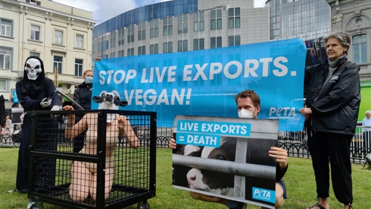 belgaimage-179930497-full