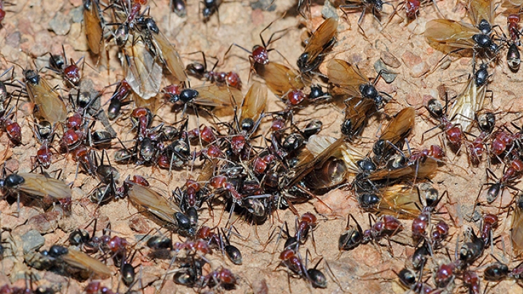 1200px-meat_eater_ant_nest_swarming