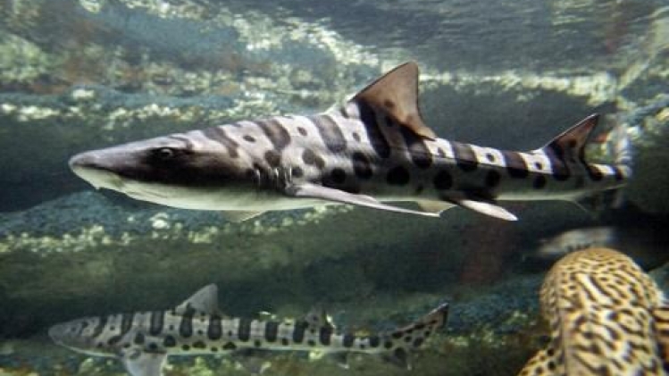 Première naissance de requins-léopards en Europe