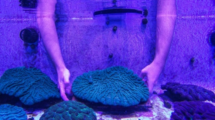 En Floride, un laboratoire tente de sauver les coraux d'une mystérieuse maladie