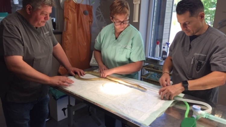 anesthésie d'un cobra pour une opération