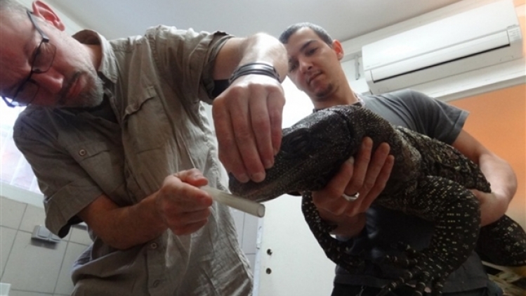 collecte de salive sur un varan (varanus salvadorii)