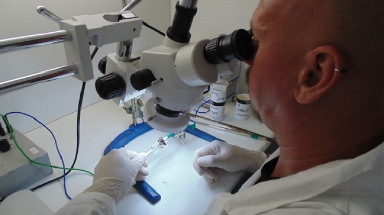 traite du venin sur une araignée (heteropoda)