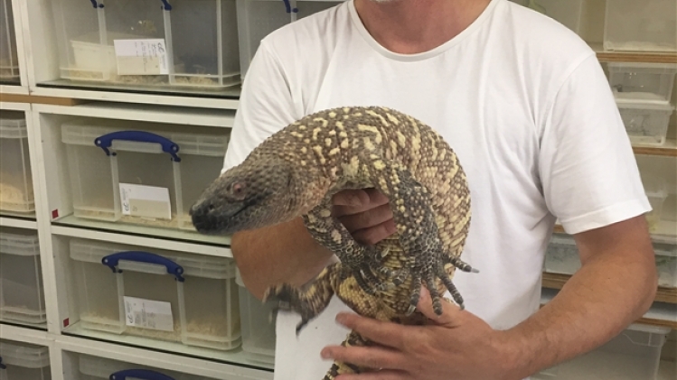 rudy et un lezard perlé (heloderma horridum) mexique