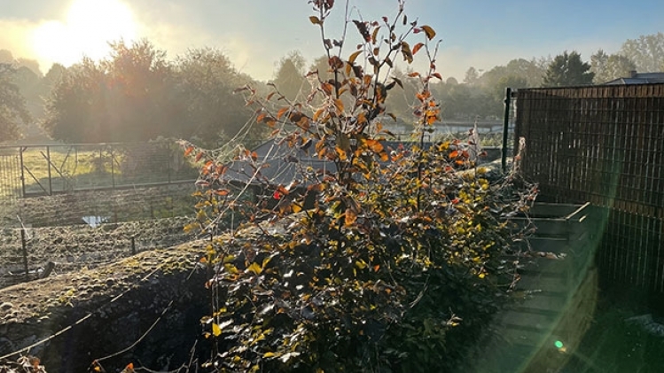 toiles-araignees-belgique
