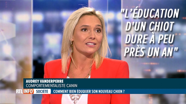 Comportementaliste-canin