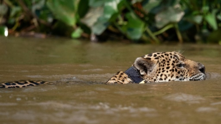 La déforestation de l'Amazonie menace le jaguar et la harpie féroce