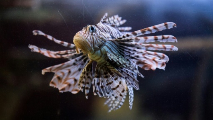 Poisson-lion: vedette des aquariums mais terreur des mers à combattre