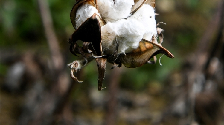 belgaimage-184589916