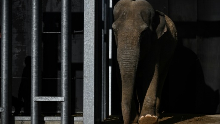 Les éléphants des cirques peuvent prendre leur retraite en Limousin